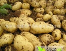 山东滕州荷兰十五土豆是名优特产
