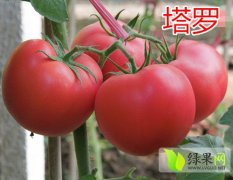 山东寿光塔罗番茄种子聚焦市场