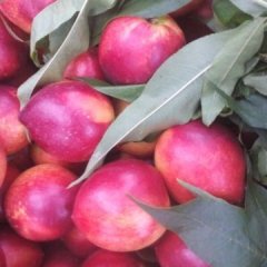 山东平度中油5号油桃价格行情平稳