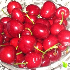 2015绛县樱桃俏销大江南北