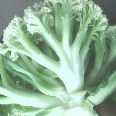 江苏沛县青埂白面散花菜菜花著名品种