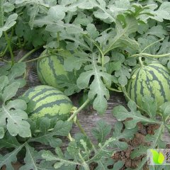 陕西(京欣、黑/花无籽)大量上市