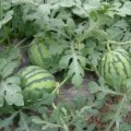 陕西(京欣、黑/花无籽)大量上市