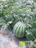太和郭庙吴张龙5月8424西瓜