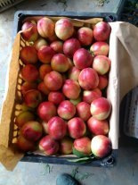 2015大荔油桃钱多人傻速来抢购