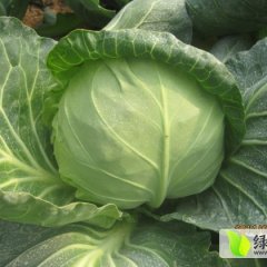 2015莒南甘蓝再不来就没机会了！