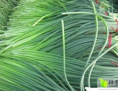 商河白桥黄荣涛5月白帽蒜薹