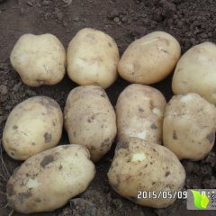 泗水土豆质量上乘杨柳张淼诚信合作