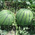山东费县京欣西瓜产销两旺