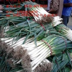 山东安丘铁杆大葱品质优良