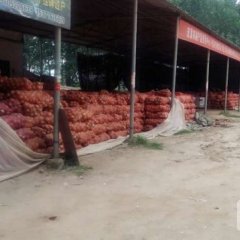 丰县洋葱价格适宜,顺河杨丽诚信合作