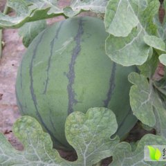 蒲城西瓜口感爽口,钤铒马滨海诚信合作