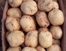 河南偃师中薯系列土豆质量上乘
