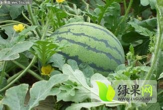 2015年河北饶阳京欣价格