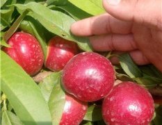 2015大荔中油12油桃值得进来看一看
