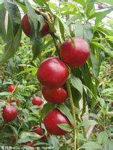 曙光油桃长势旺盛