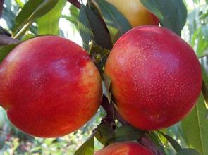 老班6月中油12号油桃