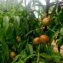 山西永济中油12号油桃火爆招商中