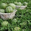 郯城西瓜大量上市红花韩冰杰诚信合作
