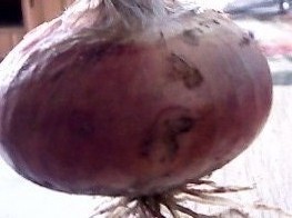 山东单县红皮洋葱即将上市