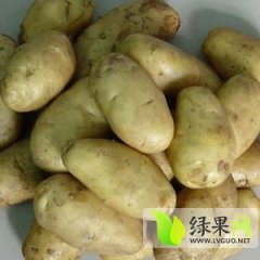 饶阳土豆著名品牌,阳阳何阳阳诚信合作