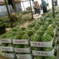 8424西瓜 8424麒麟瓜 湖北西瓜