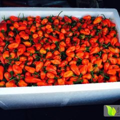 上思十万韦先生6月神椒一号辣椒