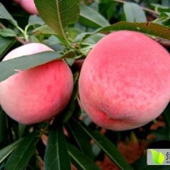 费县蜜桃随行就市,薛庄张先生诚信合作