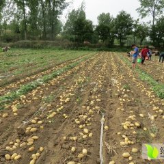 南阳土豆何去何从南召刘福照诚信合作