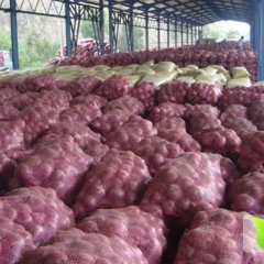 东昌府沙镇朱荣凯6月红皮洋葱