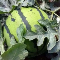 辽宁锦州凌海西瓜上市