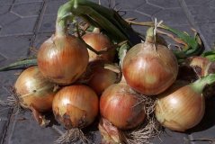 安丘赵戈张玉文6月黄皮洋葱