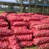 安丘洋葱营养丰富,赵戈张玉文诚信合作