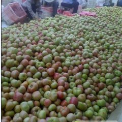 河南延津西红柿价格低迷