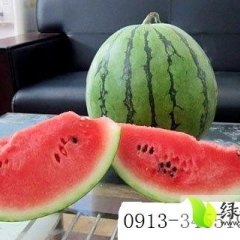 大荔县黄河滩西瓜大量供应