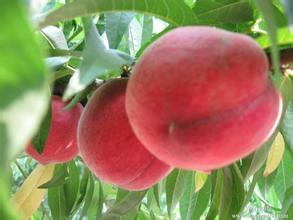 2015大荔蜜桃俏销大江南北