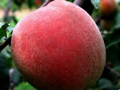 2015大荔蜜桃收购工作全面开展