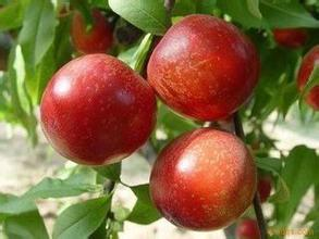 陕西大荔曙光油桃口感爽口