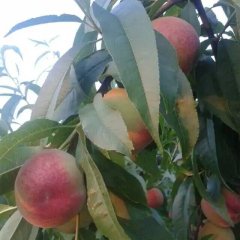 陕西大荔红不软毛桃蜜桃火爆招商中