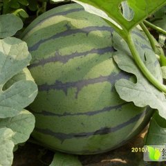 2015蒲城西瓜全面上市欢迎合作共赢