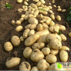 山东安丘荷兰十五土豆价格适宜