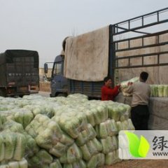 滕州大量供应土豆