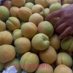 大荔杏子聚焦市场,范家张百强诚信合作