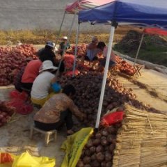 惠民洋葱香甜可口李庄周延新诚信合作