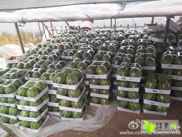 2015年湖南岳阳县麒麟西瓜价格