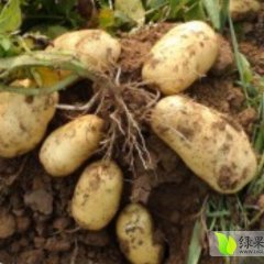 山东昌邑荷兰十五土豆火热上市