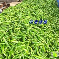 汉寿龙阳潘志强5月天下第一椒辣椒