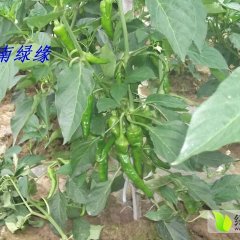 湖南汉寿螺丝椒辣椒随行就市