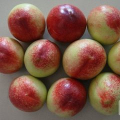 大荔油桃名扬天下,范家严强诚信合作