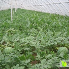 华县下庙任建虎6月花皮无籽西瓜